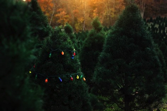 Holiday Family Adventure