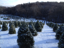 Ozark Valley Tree Farm